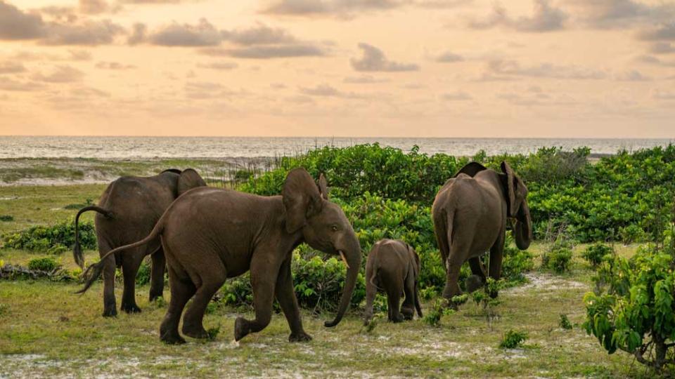 Gabon : seulement 7 parcs nationaux sur 13 capables d’accueillir des ...